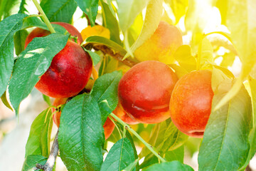 Ripe juicy nectarine peaches on a tree branch
