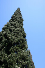 Samos - Griechenland/ Samos - Greece /