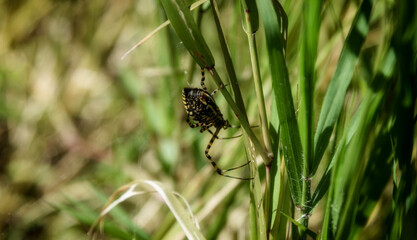 Spider