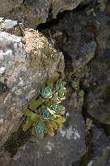 Hauswurz  / Houseleek or Liveforever / Sempervivum