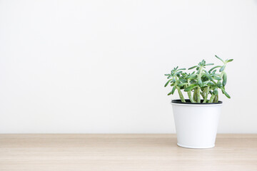Beautiful healthy small succulent house plant (known as Sedum Griseum or stonecrop) in white pot on right side of wooden surface against white wall, decorating interior