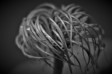 Grayscale Background Fine Art Photos of Plants
