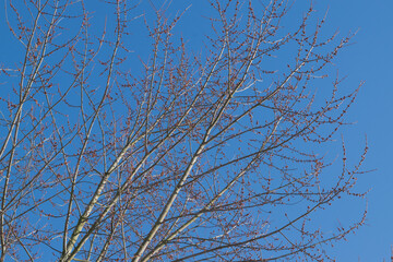 branches against blue sky