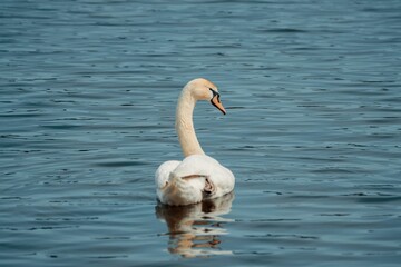 Closeup of a swan swimming in a lake and reflecting in the water surface