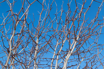 branches with thorns