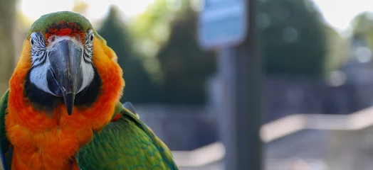 Rolgordijnen Face of a colorful macow parrot © coachwood