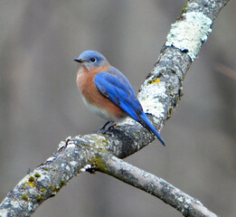 Eastern bluebird closep
