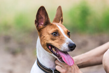 Portret basenji dog walking in the forest park on a hot day