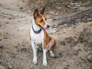 Basenji dog walking in the forest park on a hot sday