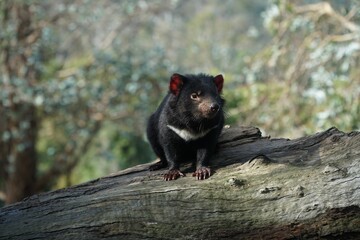Closeup shot of a Tasmanian devil on the blurry background