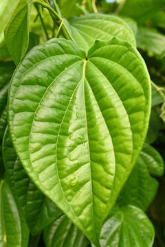 Betel plants are often used in the pharmaceutical and medicinal industries