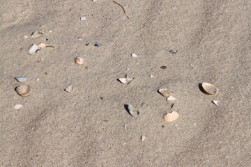 stones and shells lying in the sand on the beach