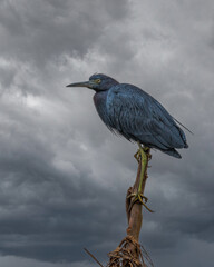 A blue heron perched on top of a tree branch