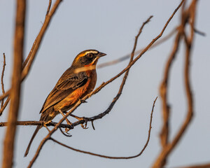 A songbird perched on top of a tree branch
