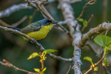 A tiny flycatcher perched on a tree branch
