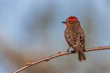 A red flycatcher perched on a tree branch