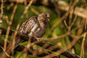 A young dove perched on a tree branch