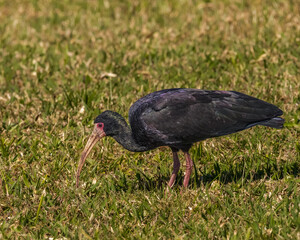 An ibis looking for food in the middle of the meadow