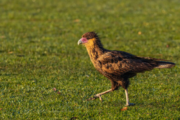 A young falcon wandering around looking for food