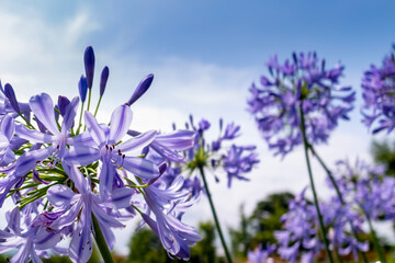 夏の太陽に輝くアガパンサスの花