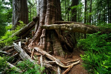 Western red cedar on the Cheewhat Giant Trail in Vancouver Island, BC, Canada