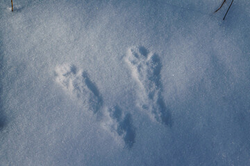 animal footprints in the snow