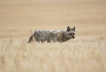 Roaming coyote in the grasslands of Alberta, Canada - obrazy, fototapety, plakaty