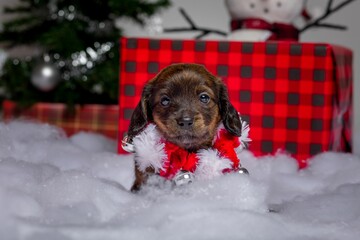 Cute dachshund holiday puppies