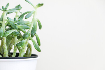 Close up of green sprawling stems and long leaves of a Sedum Griseum succulent house plant in a white pot, against white background, on left of frame, copy space on right
