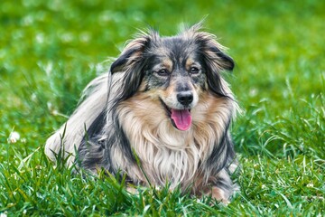Mini Australian Shepherd dog siting on the grass.
