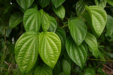 Fototapeta na wymiar Betel plants are often used in the pharmaceutical and medicinal industries