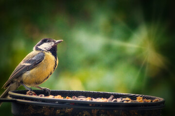 Kohlmeise - Meise - Singvogel - Futter - Heimat 