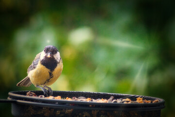 Kohlmeise - Meise - Singvogel - Futter - Heimat 