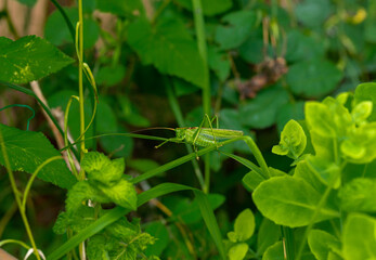 Cricket on a leaf. Grasshopper in the grass, close-up. Concept of macro shots on insects.