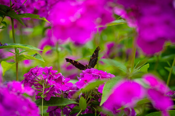 The butterfly on the flower. Concept of nature and macro photos of insects. Close up of a red butterfly.