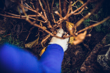 Transplanting flowers and plants. The concept of working in the garden, caring for the garden. Transplanting flowers and caring for plants to grow. Beautiful garden. Digging out ground and soil.