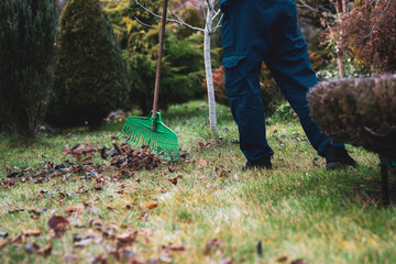 Raking leaves. The man is raking leaves with a rake. The concept of preparing the garden for winter, spring. Taking care of the garden.