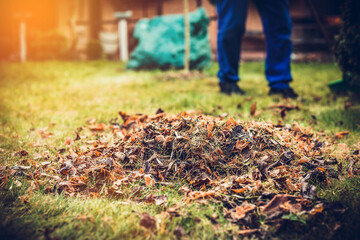 Raking leaves. The man is raking leaves with a rake. The concept of preparing the garden for winter, spring. Taking care of the garden.