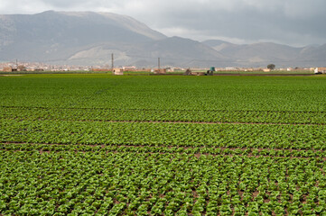 Farm fields with rows of green lettuce salad. Panoramic view on agricultural valley Zafarraya with...