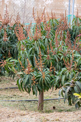 Seasonal blossom of evergreen mango fruit trees on plantations in Costa Tropical, Andalusia, Spain