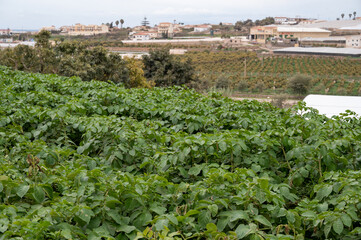 Fototapeta na wymiar Outdoor plantation of potatoes plants ready to harvest, eco-friendly farming in Andalusia, Spain