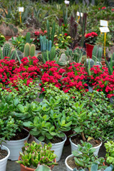 Many different tropical and exotic garden plants and colorful flowers for sale in Spanish garden shop