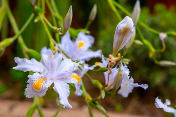 Blue white flowers of blossoming iris japonica wild plant