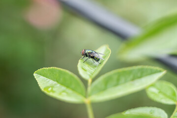 blue gold fly insect