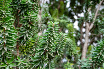 Green leaves of myrtus communis mediterranean ornamental and medicinal plant