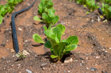 Farm fields with fertile soils and rows of growing  green lettuce salad in Andalusia, Spain