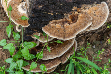 Polypore fungus fungus rot wood