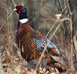 Fototapeta premium pheasant male in the grass
