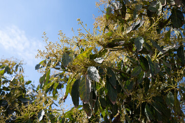 Seasonal blossom of evergreen avocado trees on plantations in Costa Tropical, Andalusia, Spain