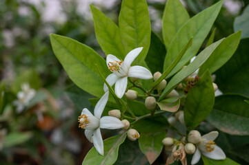 Spring blossom of aromatic white orange tree flowers